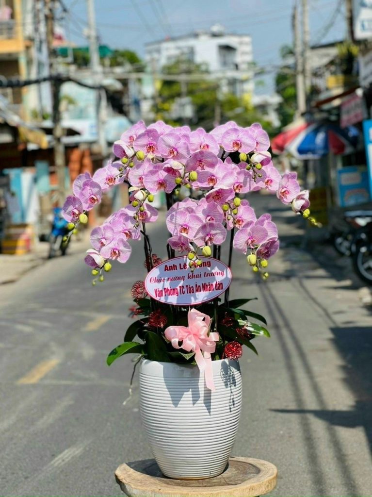 Hoa Tươi Đình Lập - Hành Trình Tìm Kiếm Sắc Đẹp